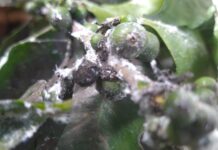 NEYBA: Telaraña envuelve cafetales de Zona Cafetalera Panzo y resto de Bahoruco..
