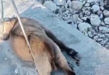 Edesur no tiene evidencia de este chivo electrocutado en Villa Jaragua y dice sectores se niegan a contratarse